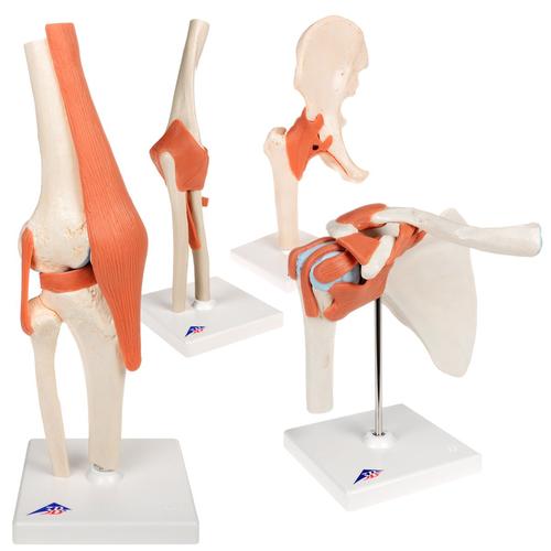 Anatomy Set Joints Luxury, 8000834, Ízületi modellek