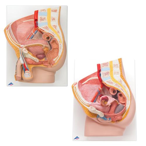 Anatomy Set Pelvis, 8000837, Anatómiai készletek