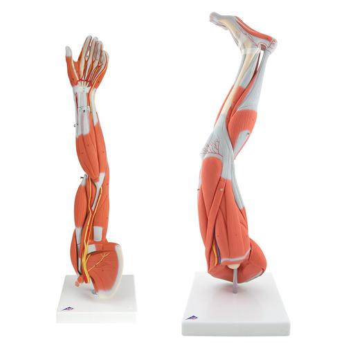 Anatomy Set Muscled Limbs, 8000841, Anatómiai készletek