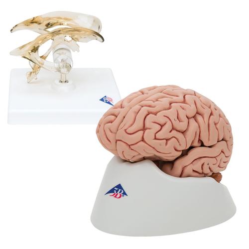 Anatomy Set Brain and Ventricle, 8000842, Agy modellek