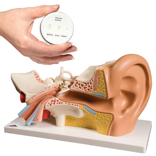 Anatomy Set Ear, 8000844, Fül-orr-gégészeti modellek