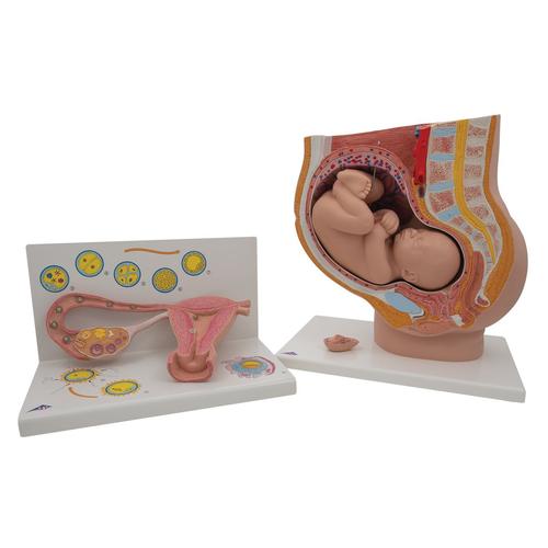 Anatomy Set Pregnancy, 8000848, Anatómiai készletek