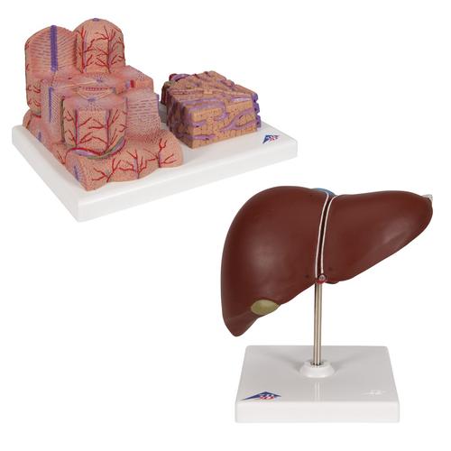 Liver Set, 8000908, Anatómiai készletek