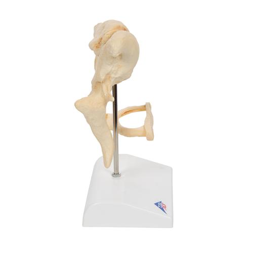 Hallócsontocskák, 20-szoros nagyítás - 3B Smart Anatomy, 1009697 [A100], Egyéb csont modellek
