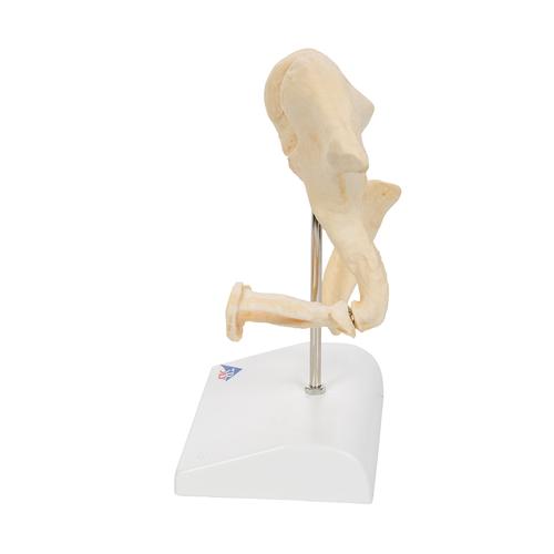 Hallócsontocskák, 20-szoros nagyítás - 3B Smart Anatomy, 1009697 [A100], Egyéb csont modellek
