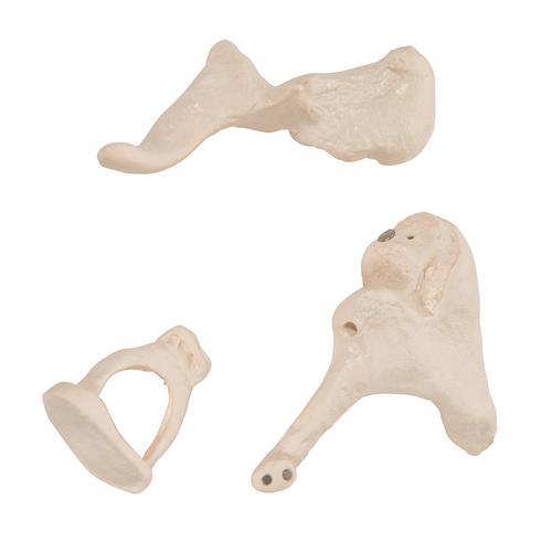 Hallócsontocskák, 20-szoros nagyítás, Bonelike, 1012786 [A101], Fül-orr-gégészeti modellek