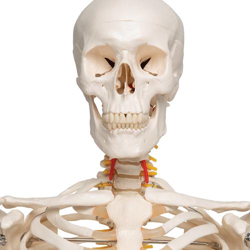 "Fred" A15 csontváz, rugalmas csontváz, 5-ágú fém állvánnyal, 1020178 [A15], Életnagyságú csontváz modellek