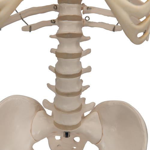 „Picúr” minicsontváz („Shorty”), függesztő-állványon - 3B Smart Anatomy, 1000040 [A18/1], Mini csontváz modellek