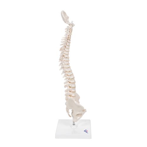Mini gerincoszlop, rugalmas, talapzaton - 3B Smart Anatomy, 1000043 [A18/21], Mini csontváz modellek