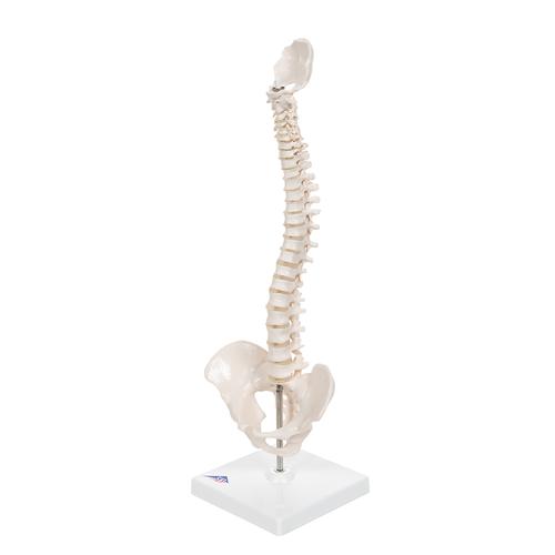 Mini gerincoszlop, rugalmas, talapzaton - 3B Smart Anatomy, 1000043 [A18/21], Mini csontváz modellek