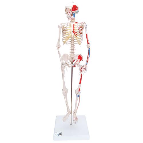 „Picúr” („Shorty”) csontváz festett izmokkal, talapzaton - 3B Smart Anatomy, 1000044 [A18/5], Mini csontváz modellek