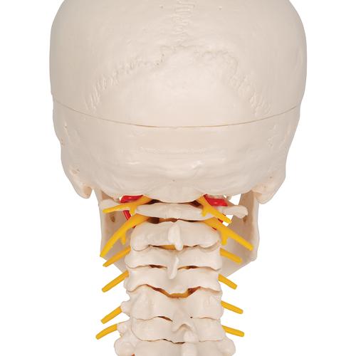 Nyaki gerincen álló koponya, 4 részes, 1020160 [A20/1], Koponya modellek