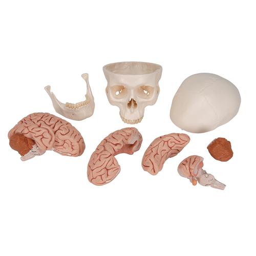 Klasszikus koponya új aggyal, 8 részes, 1020162 [A20/9], Koponya modellek