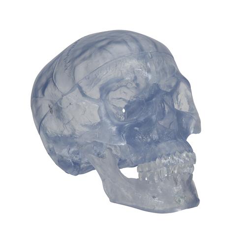 Klasszikus áttetsző koponya, 3 részes, 1020164 [A20/T], Koponya modellek