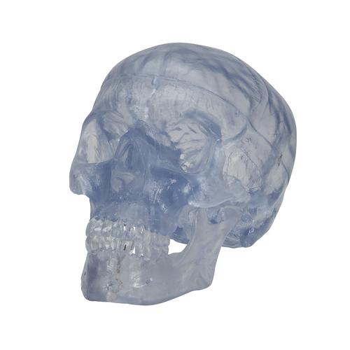 Klasszikus áttetsző koponya, 3 részes, 1020164 [A20/T], Koponya modellek