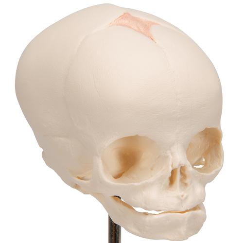 Magzati koponya, állványon - 3B Smart Anatomy, 1000058 [A26], Koponya modellek