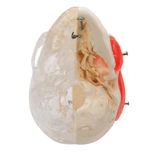 3B Scientific® rendszer koponya – kombinált áttetsző/csontos koponya, 8 részes - 3B Smart Anatomy, 1000063 [A282], Koponya modellek