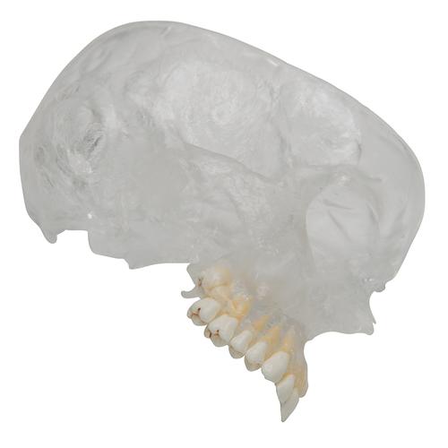 3B Scientific® rendszer koponya – kombinált áttetsző/csontos koponya, 8 részes - 3B Smart Anatomy, 1000063 [A282], Koponya modellek