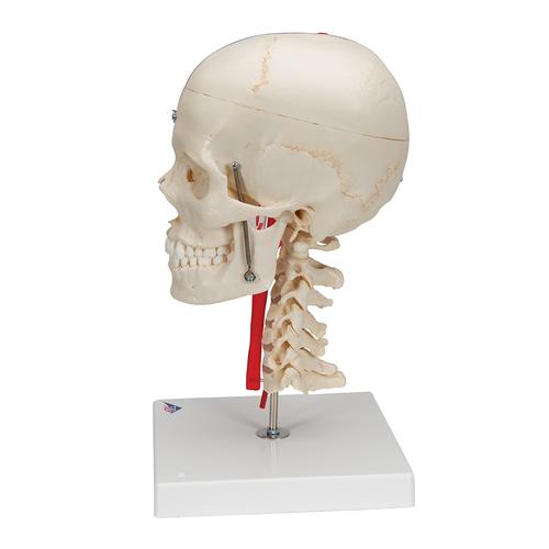 3B Scientific® rendszer koponya – oktató Deluxe koponya, 7 részes - 3B Smart Anatomy, 1000064 [A283], Koponya modellek