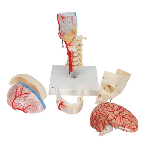 3B Scientific® rendszer koponya – oktató Deluxe koponya, 7 részes - 3B Smart Anatomy, 1000064 [A283], Koponya modellek