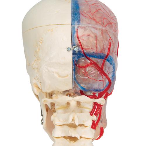 3B Scientific® rendszer koponya – oktató Deluxe koponya, 7 részes - 3B Smart Anatomy, 1000064 [A283], Gerincoszlop modellek