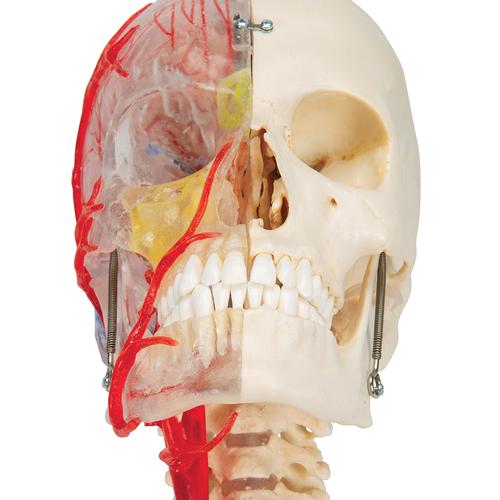 3B Scientific® rendszer koponya – oktató Deluxe koponya, 7 részes - 3B Smart Anatomy, 1000064 [A283], Csigolyamodellek