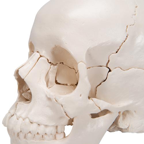 3B Scientific® Koponyakészlet – anatómiai változat, 22 részes - 3B Smart Anatomy, 1000068 [A290], Koponya modellek