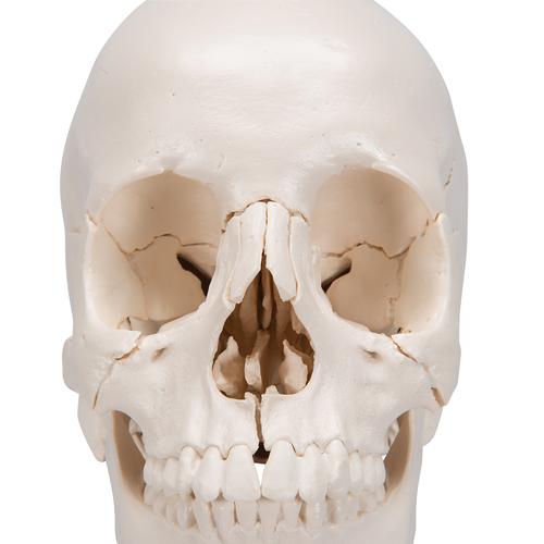 3B Scientific® Koponyakészlet – anatómiai változat, 22 részes - 3B Smart Anatomy, 1000068 [A290], Koponya modellek