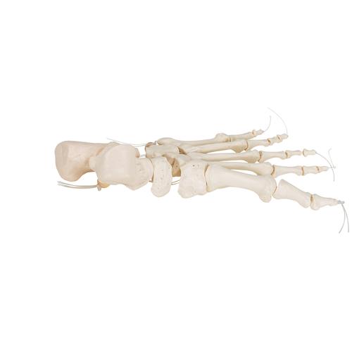Lábfej csontos váza, 1019356 [A30/2], Láb és lábfej modellek