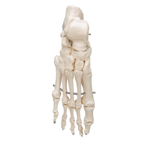 Lábfej csontos váza, 1019355 [A30], Láb és lábfej modellek