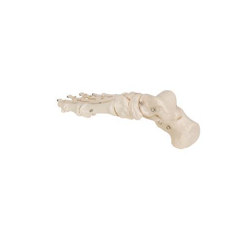 Lábfej csontos váza, 1019355 [A30], Láb és lábfej modellek