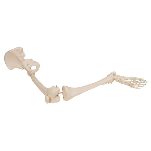 Láb csontos váza csípőcsonttal, 1019366 [A36], Láb és lábfej modellek