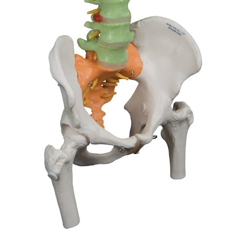Hajlékony gerinc combcsontcsonkkal, oktatásra - 3B Smart Anatomy, 1000129 [A58/9], Gerincoszlop modellek