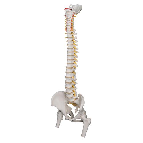 Örökéletű hajlékony gerinc, akárcsak az A59/1, de combcsontcsonkot is tartalmaz - 3B Smart Anatomy, 1000131 [A59/2], Gerincoszlop modellek