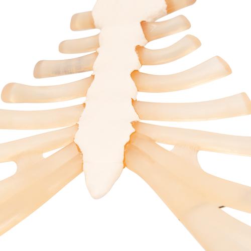 Szegycsont bordaporccal - 3B Smart Anatomy, 1000136 [A69], Egyéb csont modellek