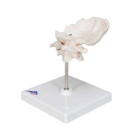 Fejgyám és forgó tarkó lemezzel - 3B Smart Anatomy, 1000142 [A71/5], Egyéb csont modellek