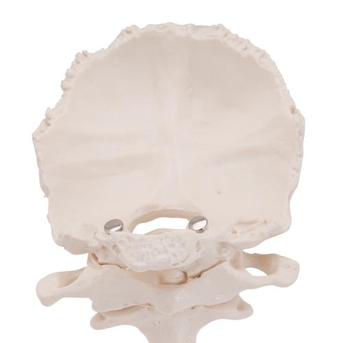 Fejgyám és forgó tarkó lemezzel - 3B Smart Anatomy, 1000142 [A71/5], Egyéb csont modellek