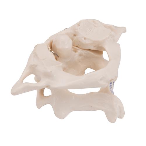 Fejgyám és forgó - 3B Smart Anatomy, 1000140 [A71], Egyéb csont modellek