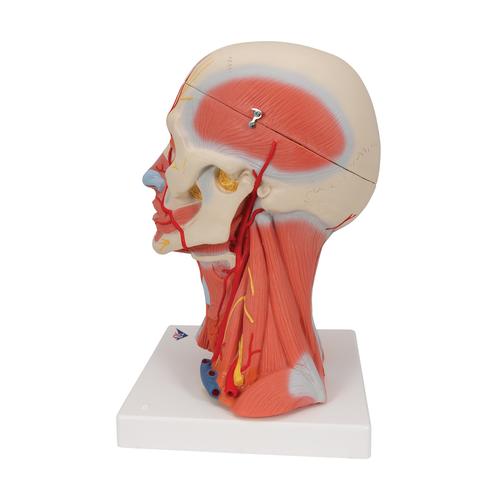 Fej és nyak izomzat, 5 részes - 3B Smart Anatomy, 1000214 [C05], Fej modellek