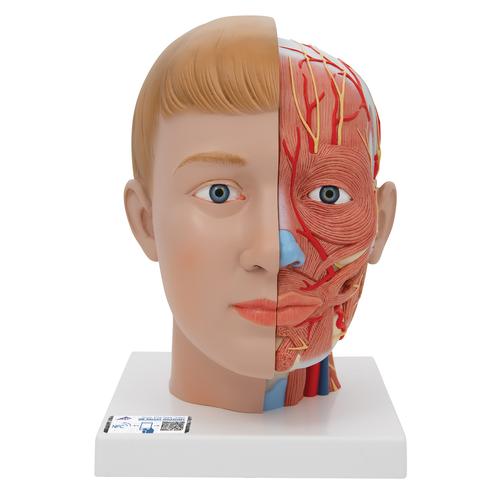 Fej nyakkal, 4 részes - 3B Smart Anatomy, 1000216 [C07], Fej modellek