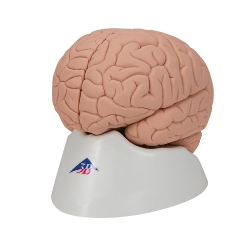 Bevezető agy, 2 részes - 3B Smart Anatomy, 1000223 [C15/1], Agy modellek