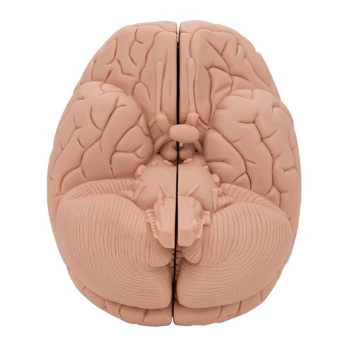 Bevezető agy, 2 részes - 3B Smart Anatomy, 1000223 [C15/1], Agy modellek