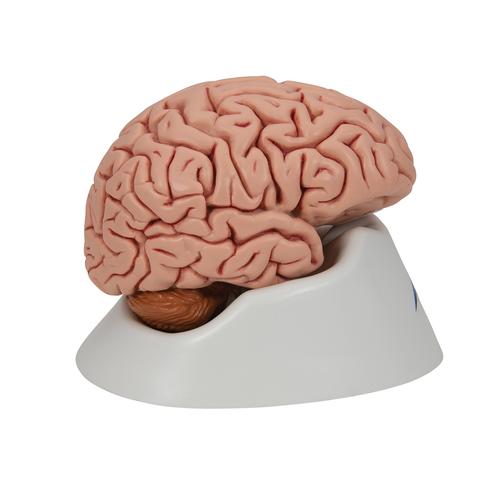 Klasszikus agy, 5 részes - 3B Smart Anatomy, 1000226 [C18], Agy modellek