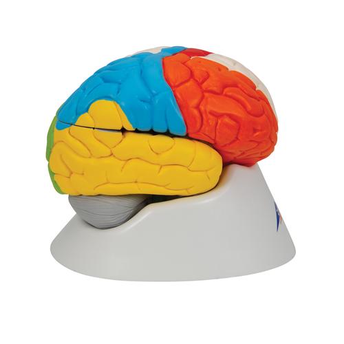 Ideganatómiai agy, 8 részes - 3B Smart Anatomy, 1000228 [C22], Agy modellek