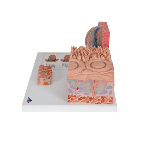 3B MICROanatomy Nyelv modell - 3B Smart Anatomy, 1000247 [D17], Fogmodellek