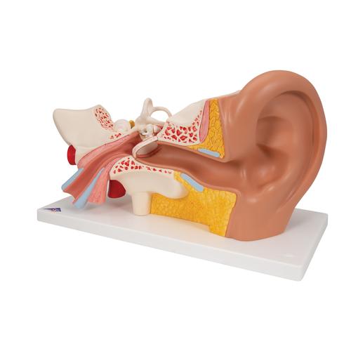 Fül, az eredeti méret 3-szorosa, 4 részes - 3B Smart Anatomy, 1000250 [E10], Fül-orr-gégészeti modellek