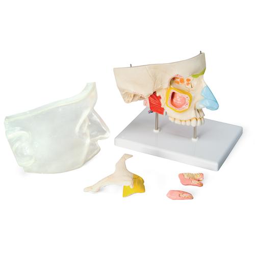 Az orr és az orrmelléküreg, 5 részes - 3B Smart Anatomy, 1000254 [E20], Fül-orr-gégészeti modellek