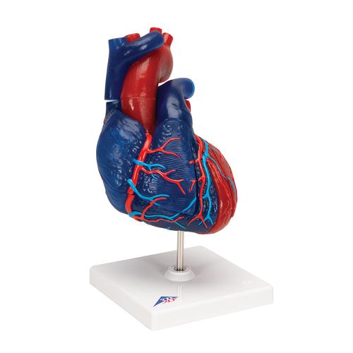 Mágneses szív modell, 5 részes, életnagyságú, 1010007 [G01/1], Szív és érrendszeri modellek