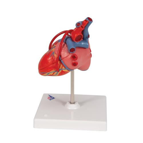 Klasszikus szív bypass-szal, 2 részes, 1017837 [G05], A szív egészségével és fitnesszel kapcsolatos oktatás