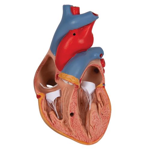 Klasszikus szív csecsemőmiriggyel, 3 részes - 3B Smart Anatomy, 1000265 [G08/1], Szív és érrendszeri modellek